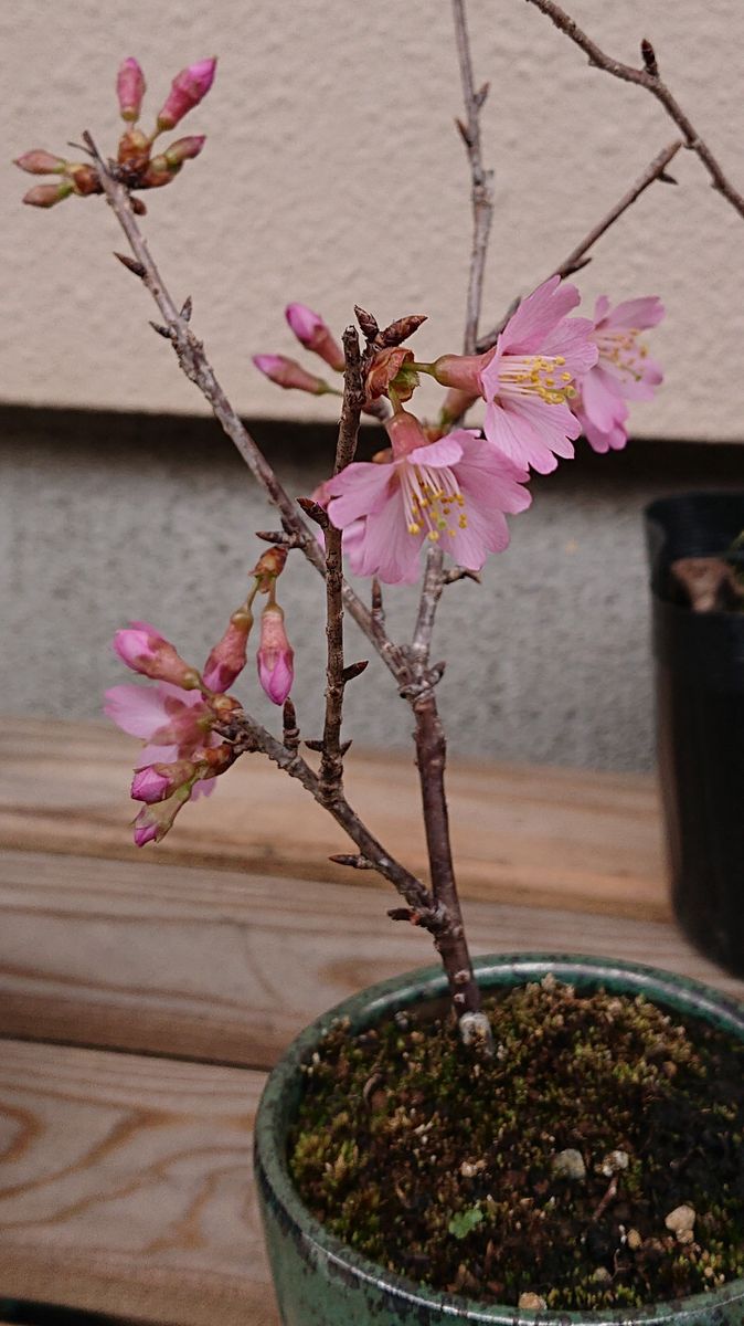 オカメ桜