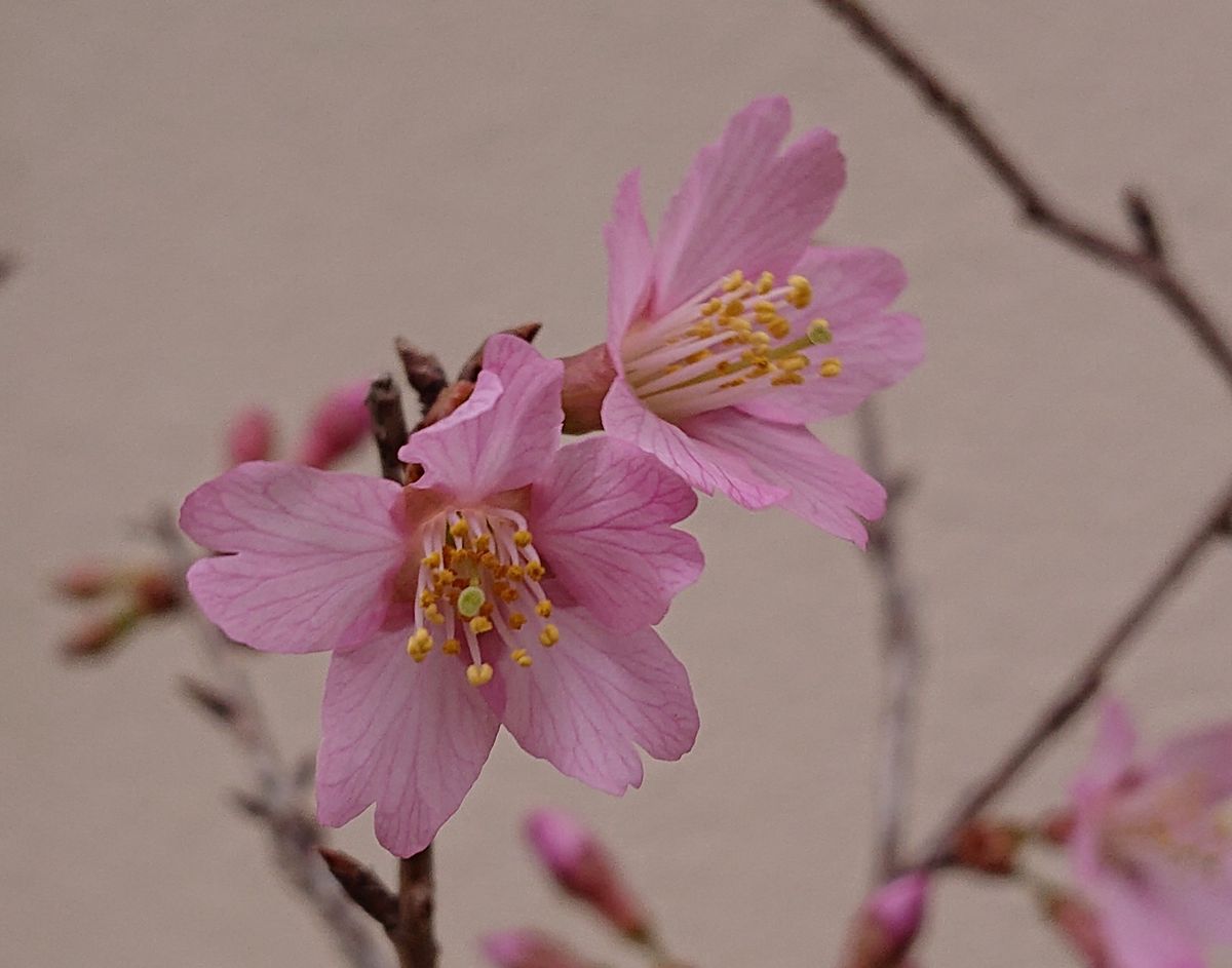 オカメ桜