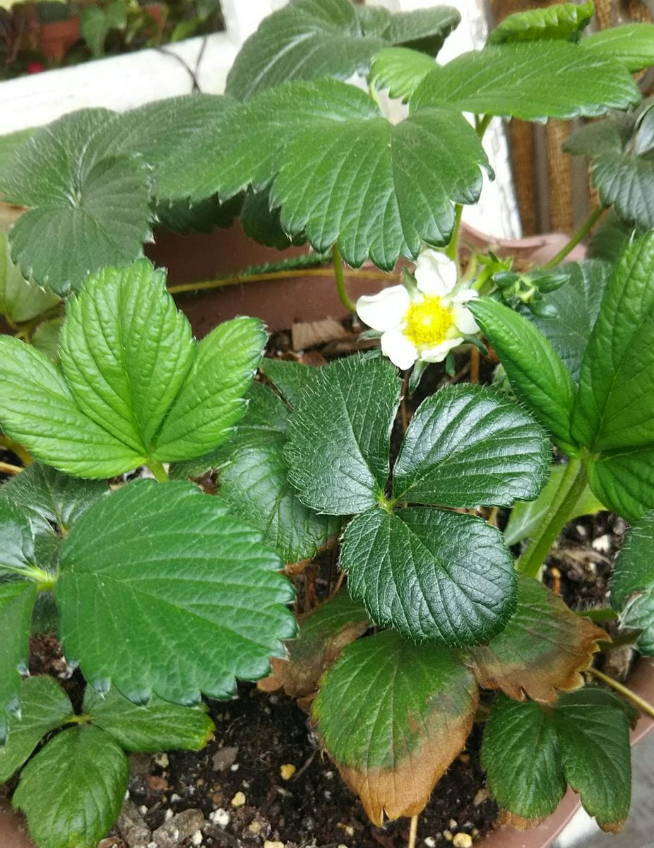 苺の花が咲きました🍓