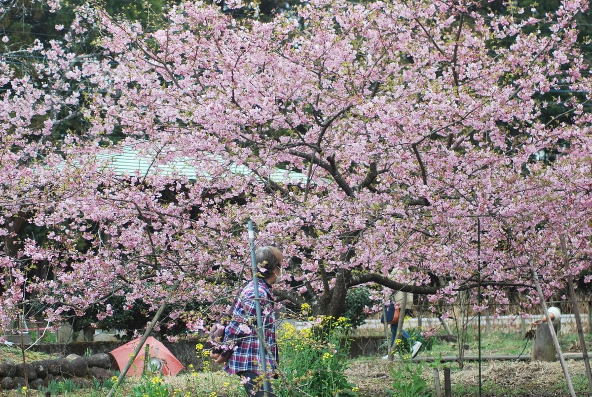 お花見に～～