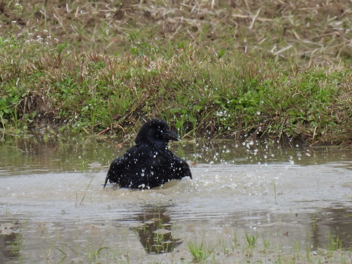 烏の行水