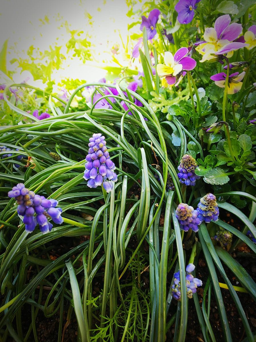 寄せ植え花壇の花