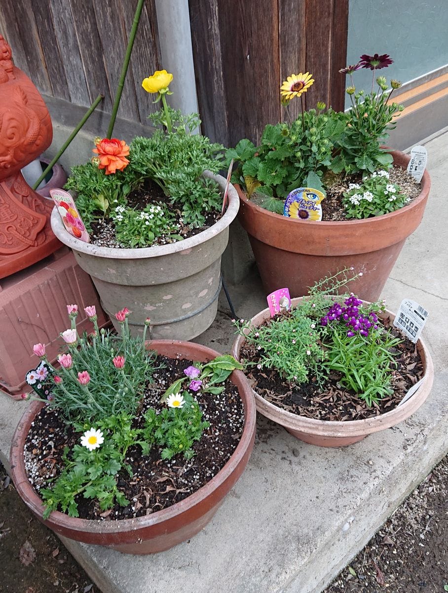 やっと、玄関先の花が植えられました。