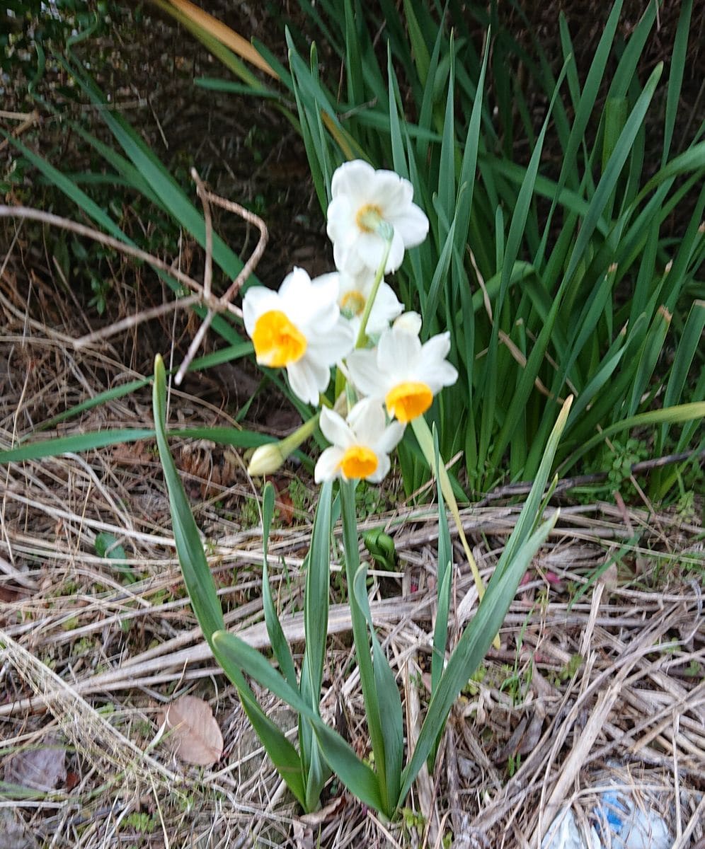 やっと、玄関先の花が植えられました。