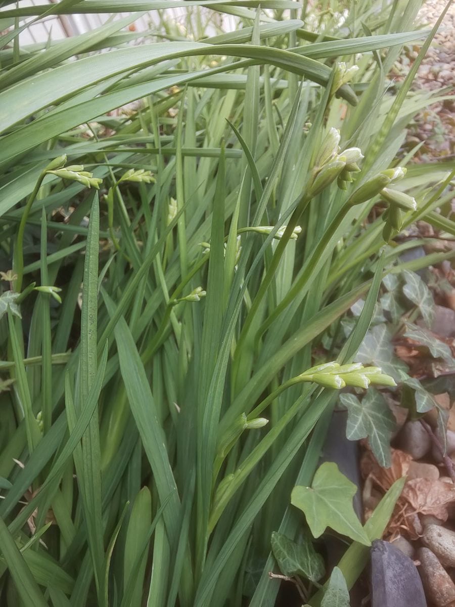 黄色とピンクの春🌸