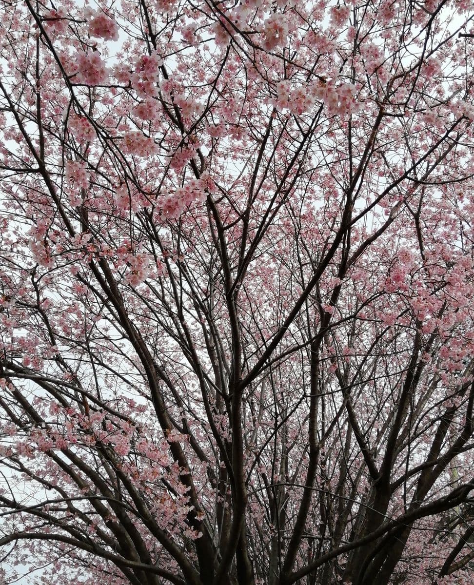 蜂須賀桜(ハチスカザクラ)満開です。