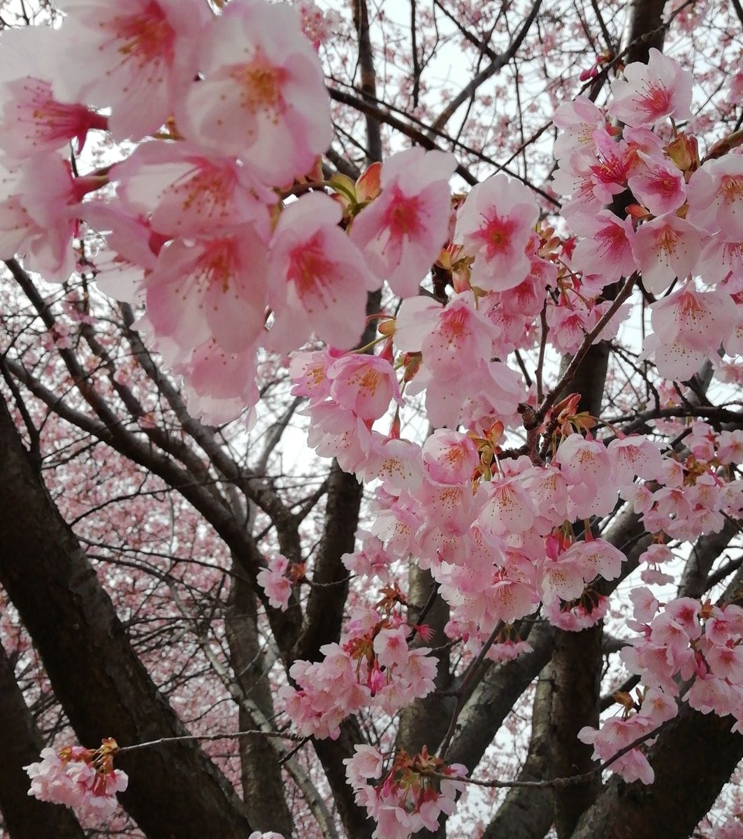 蜂須賀桜(ハチスカザクラ)満開です。