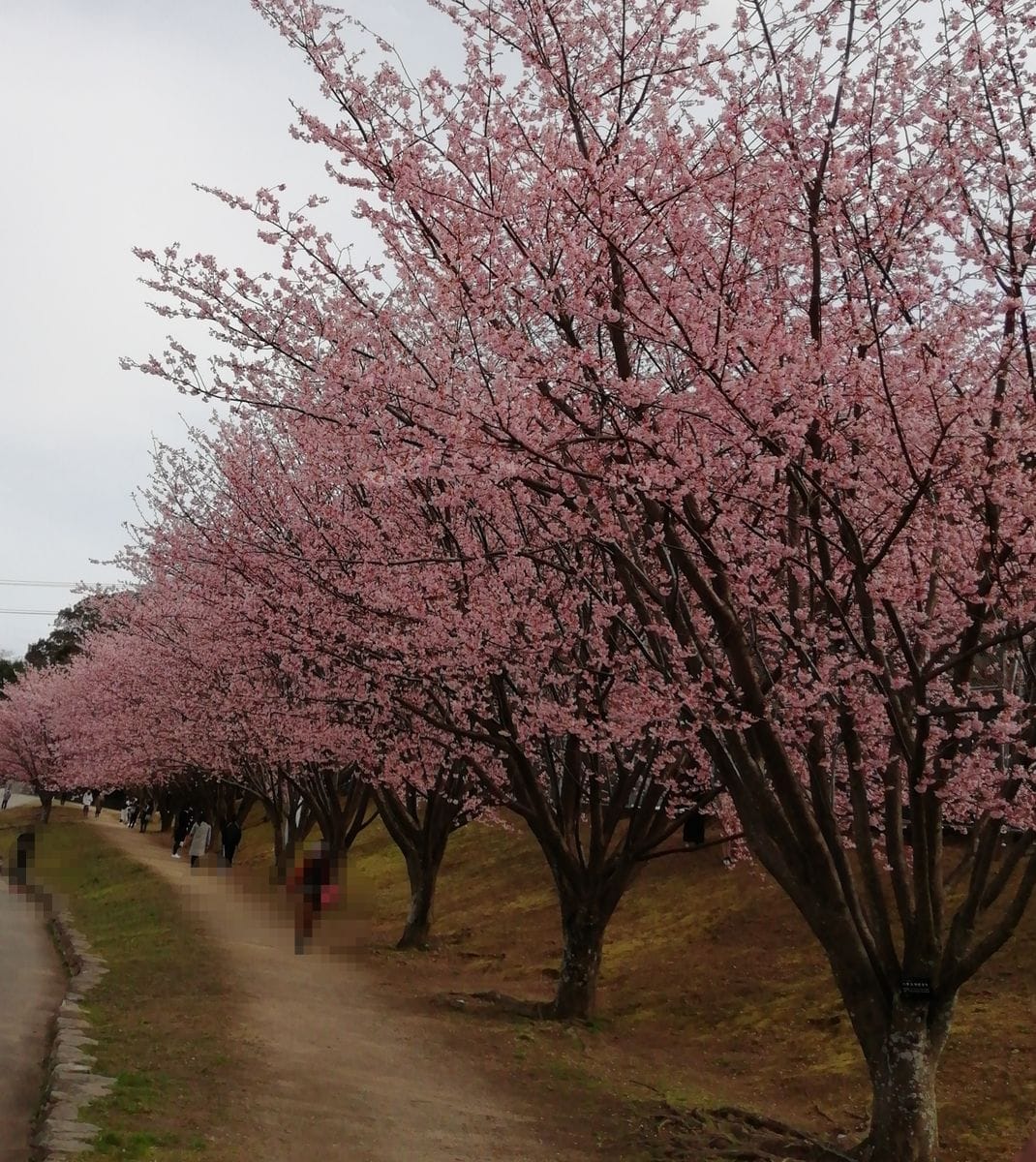 蜂須賀桜(ハチスカザクラ)満開です。