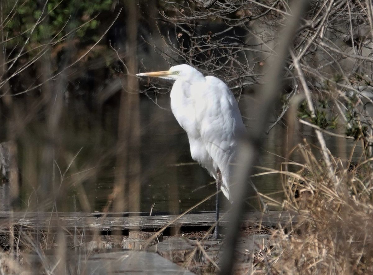 三宝寺池の野鳥