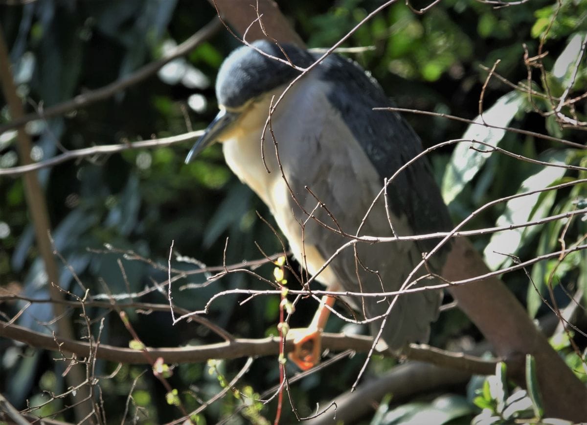 三宝寺池の野鳥