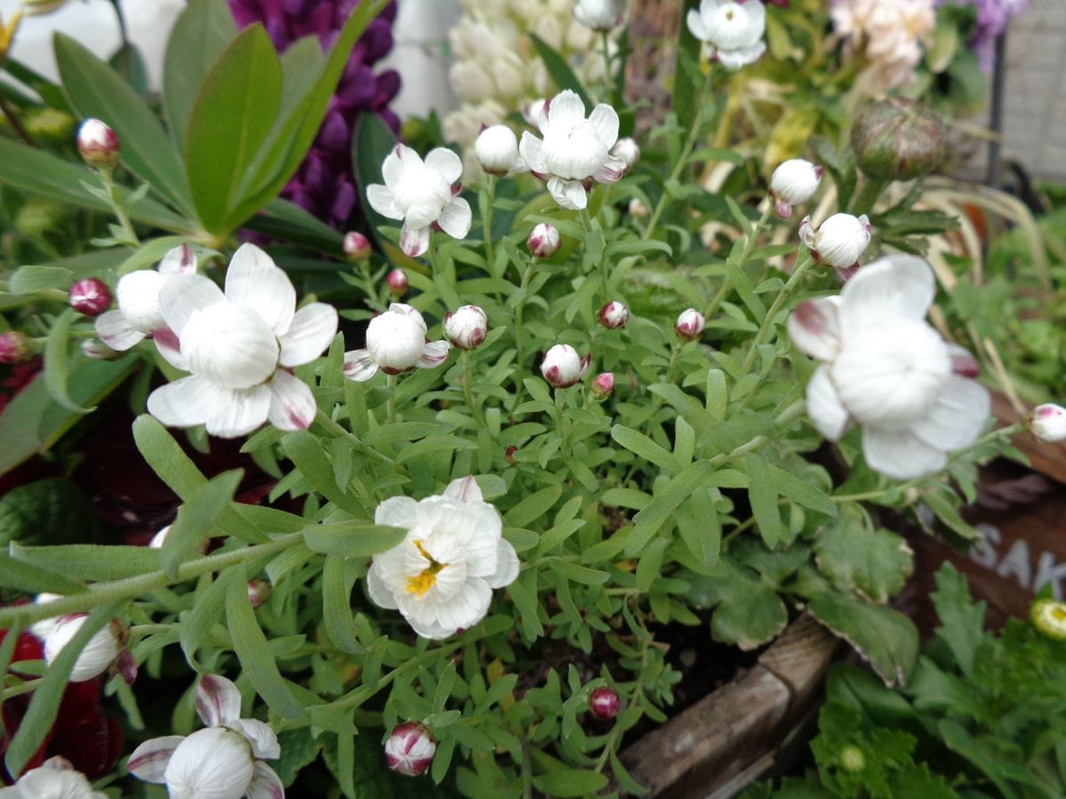 今日のお花