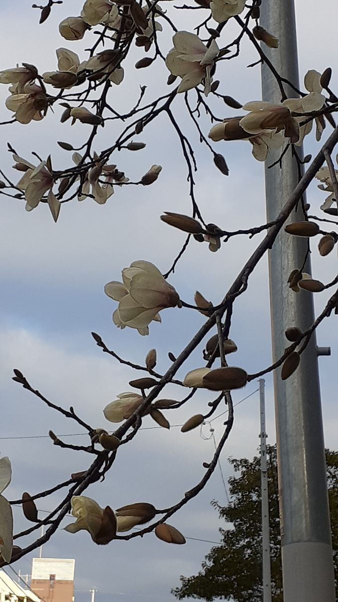 ふくおかルーバルガーデン5～春の🌸🌷庭たより…こぶしの白い花が咲いています🌸