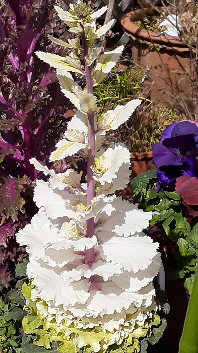 ふくおかルーバルガーデン5～春の🌸🌷庭たより…こぶしの白い花が咲いています🌸