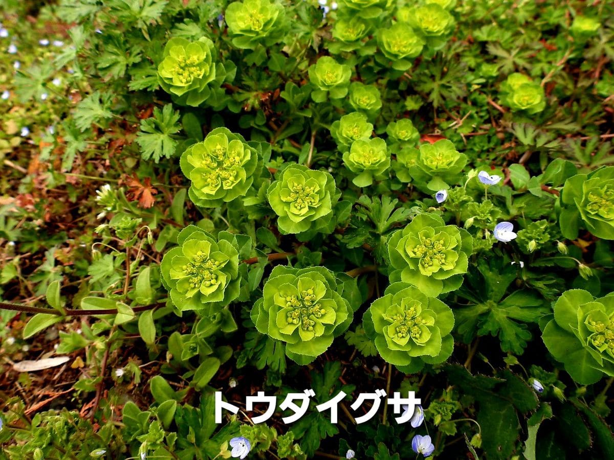 ウォーキングで見掛けた草花・その１