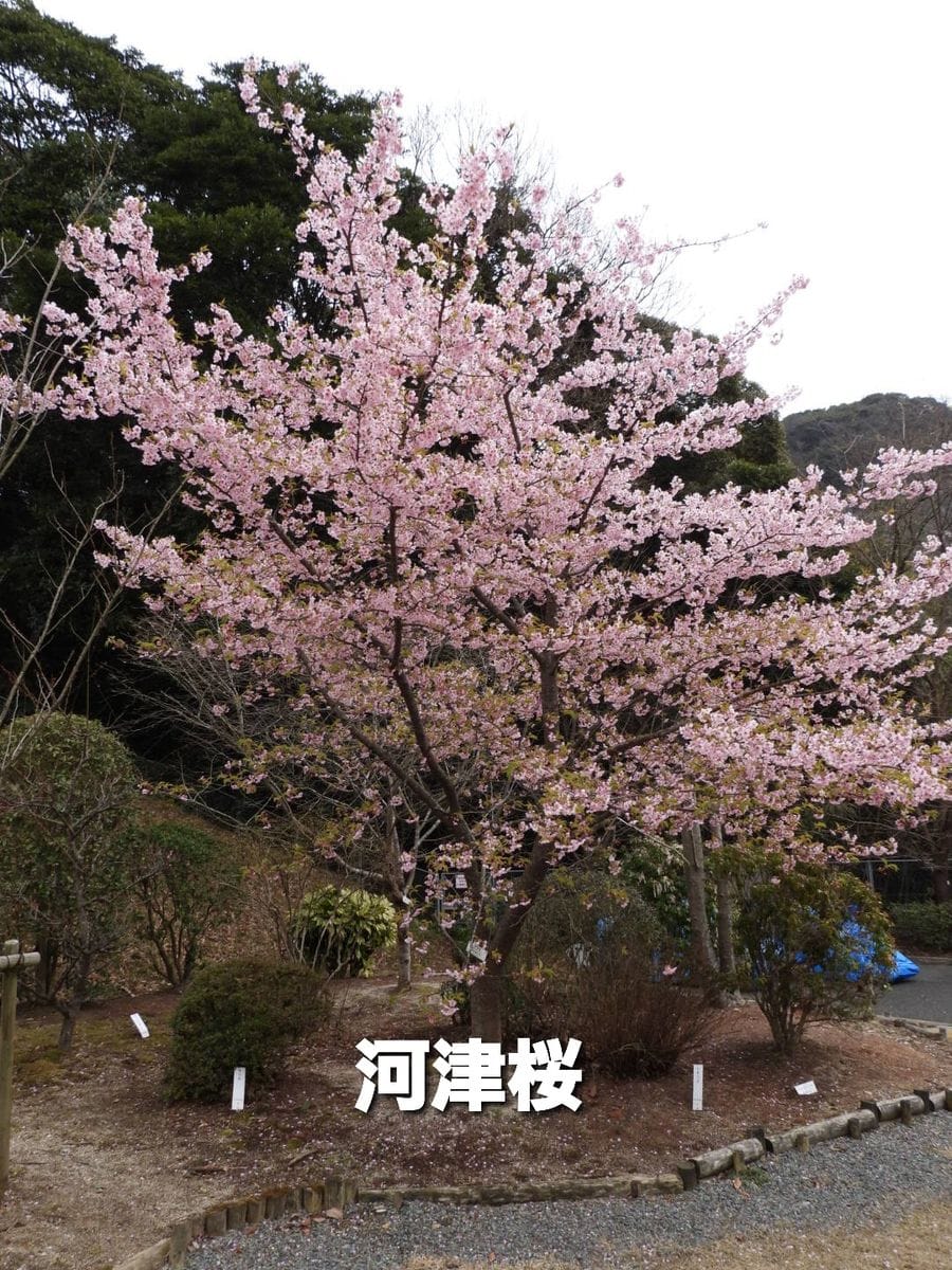 葉桜が始まった河津桜