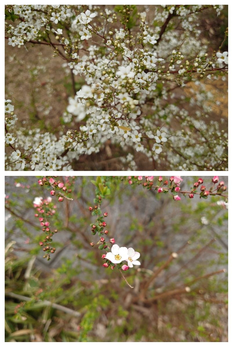 花散歩