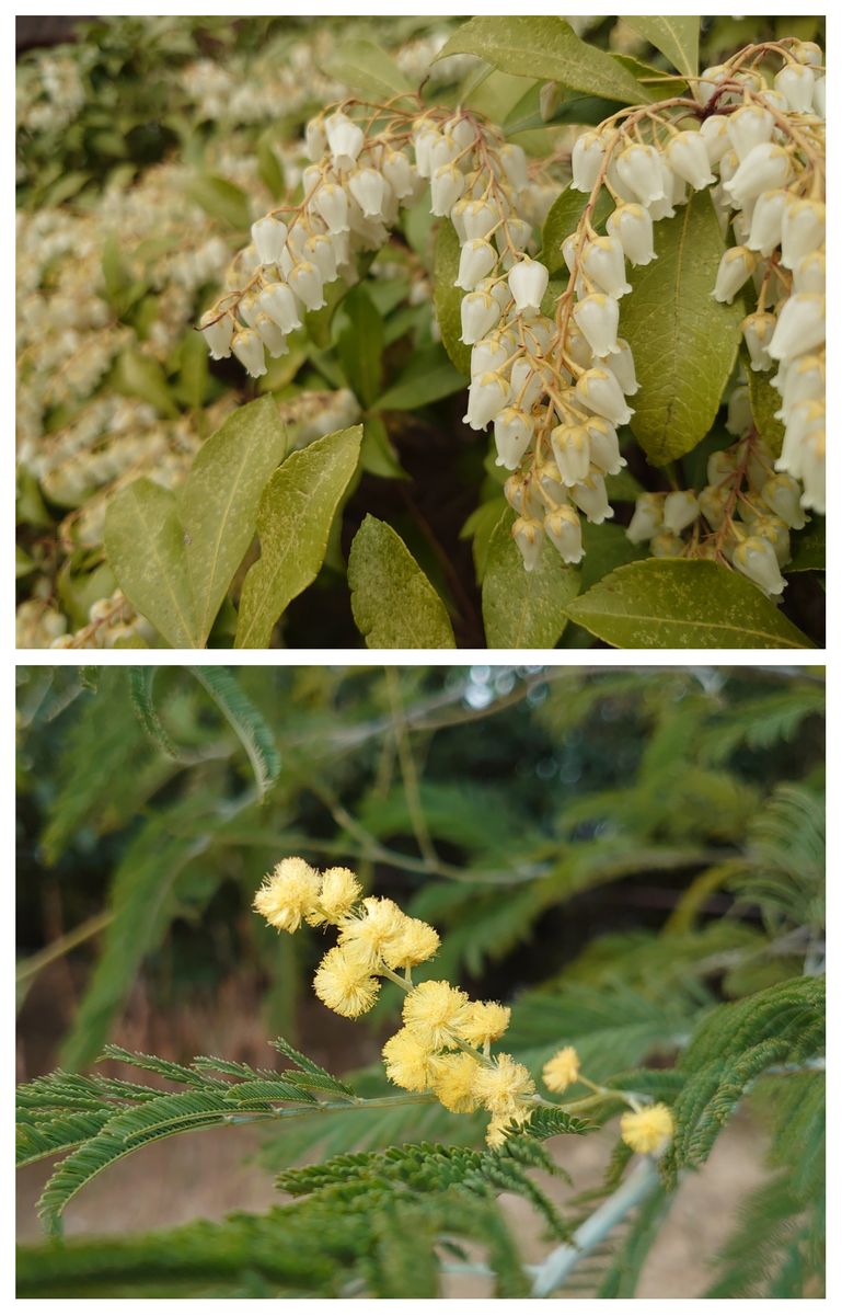 花散歩