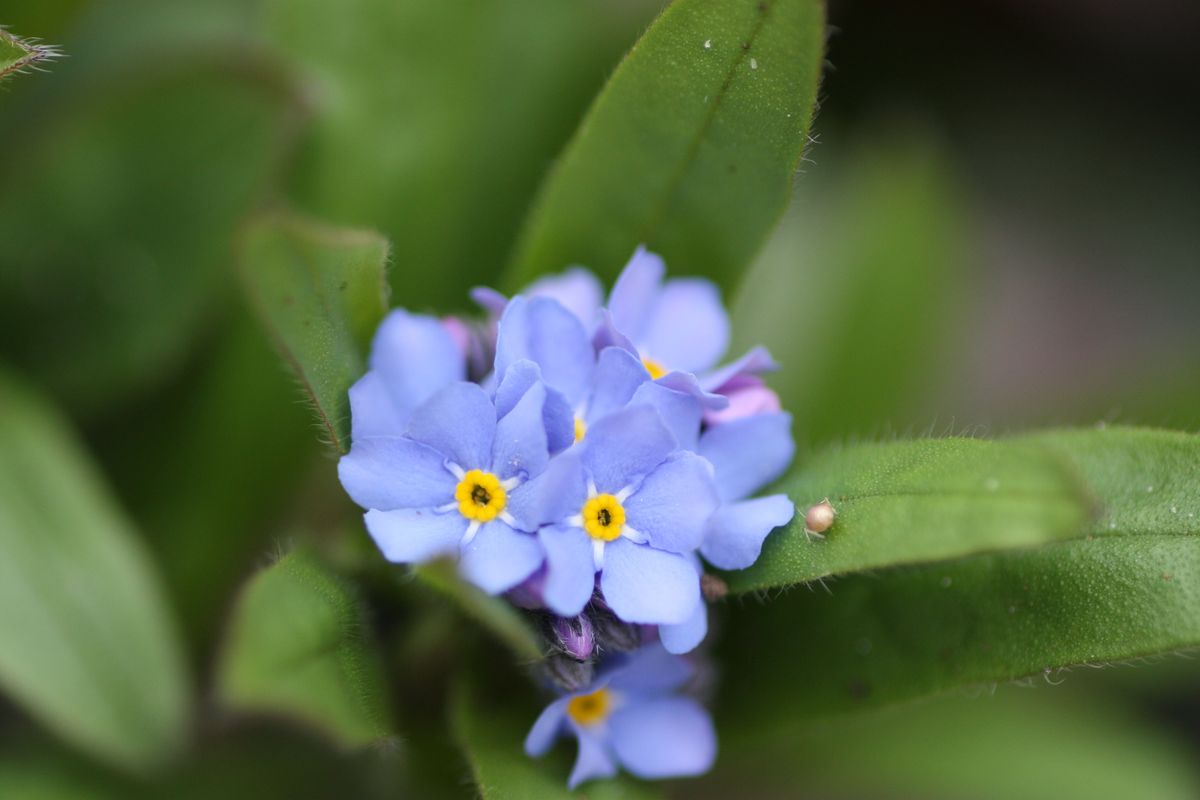 開花！