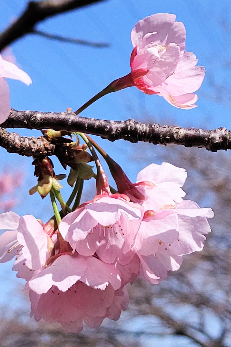 今日の桃色２ 熱海(あたみ)桜