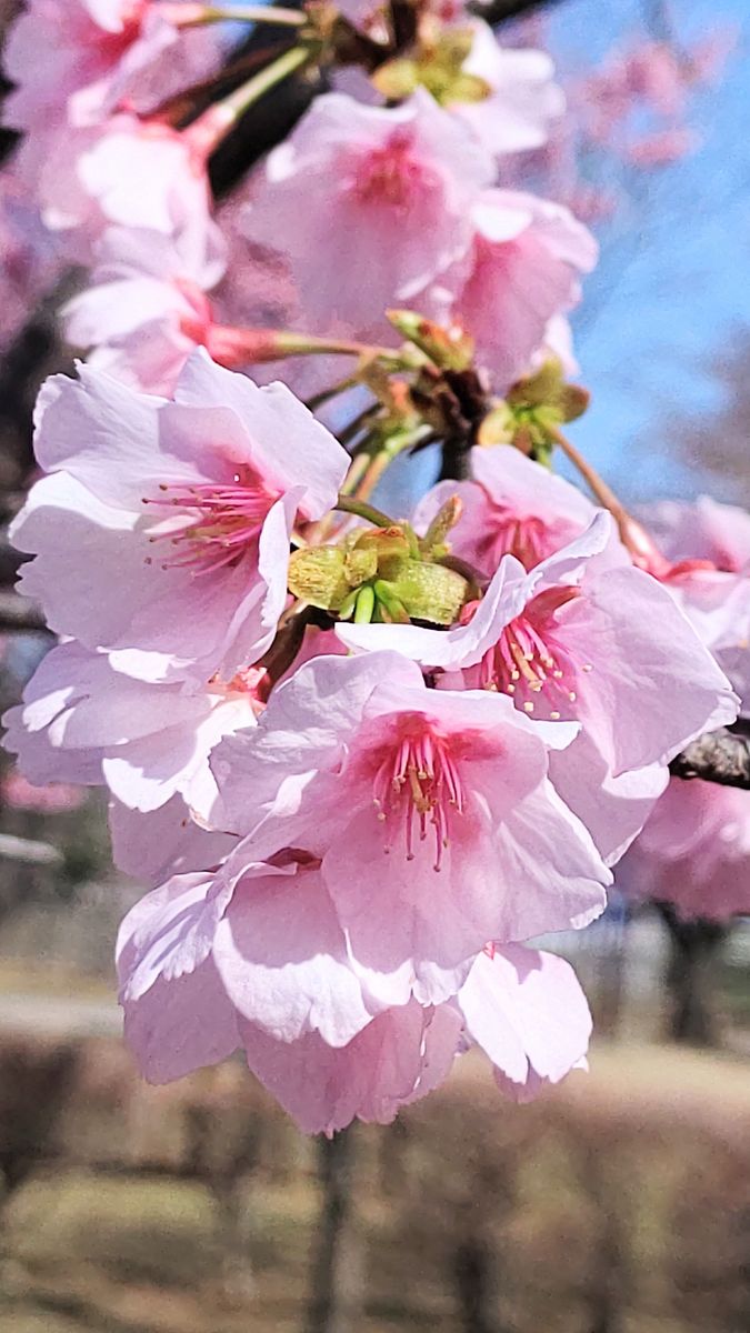 今日の桃色２ 熱海(あたみ)桜