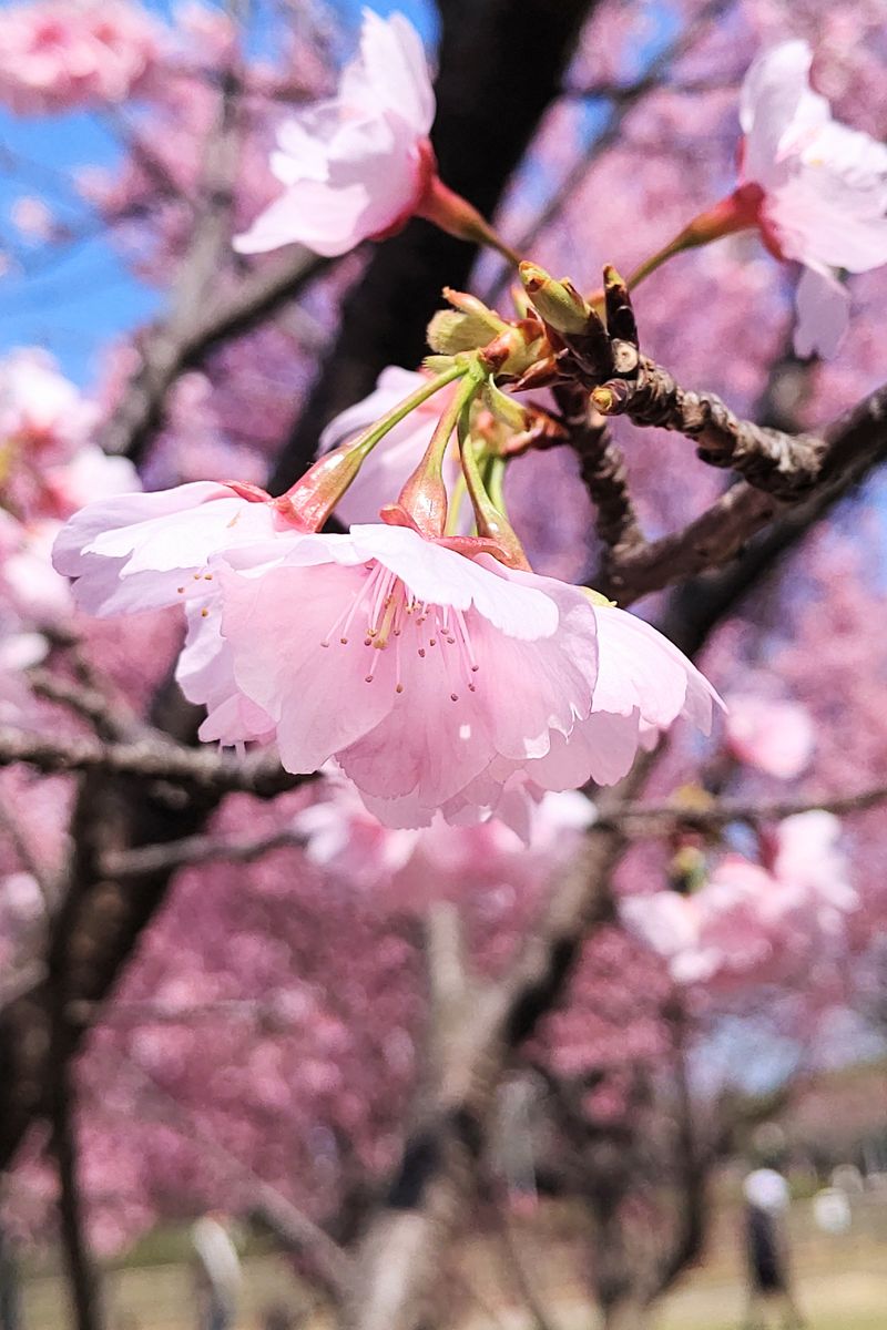 今日の桃色２ 熱海(あたみ)桜