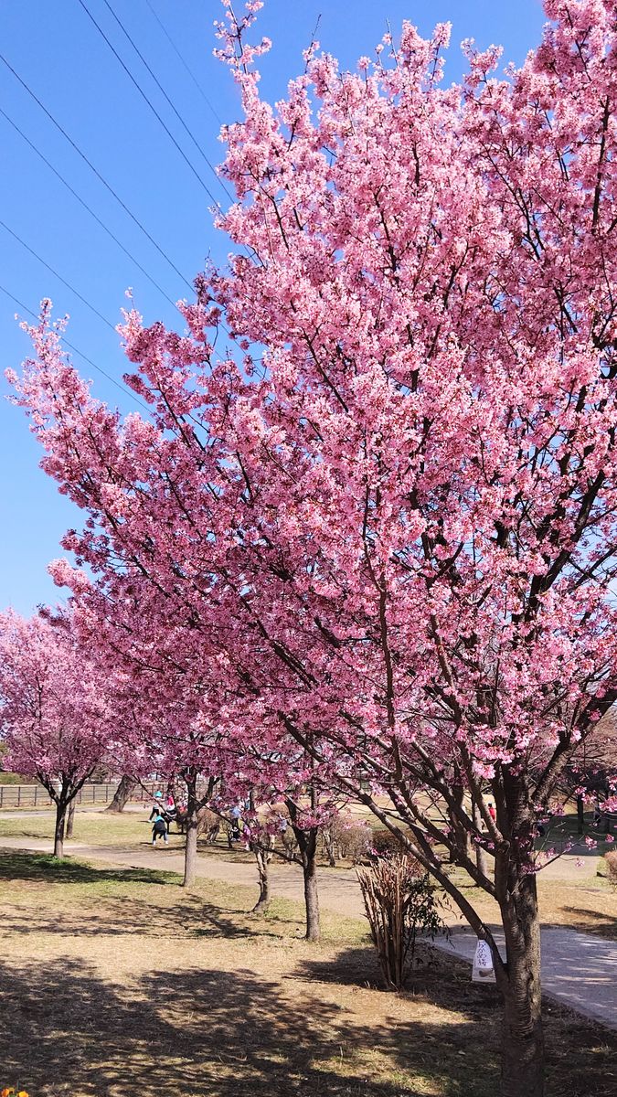 今日の桃色３ おかめ桜