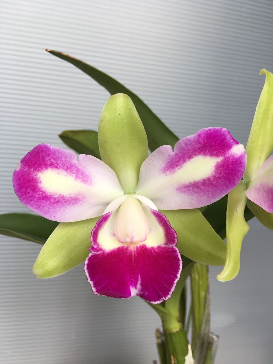 Blc.Yen Corona'Gleen veil'