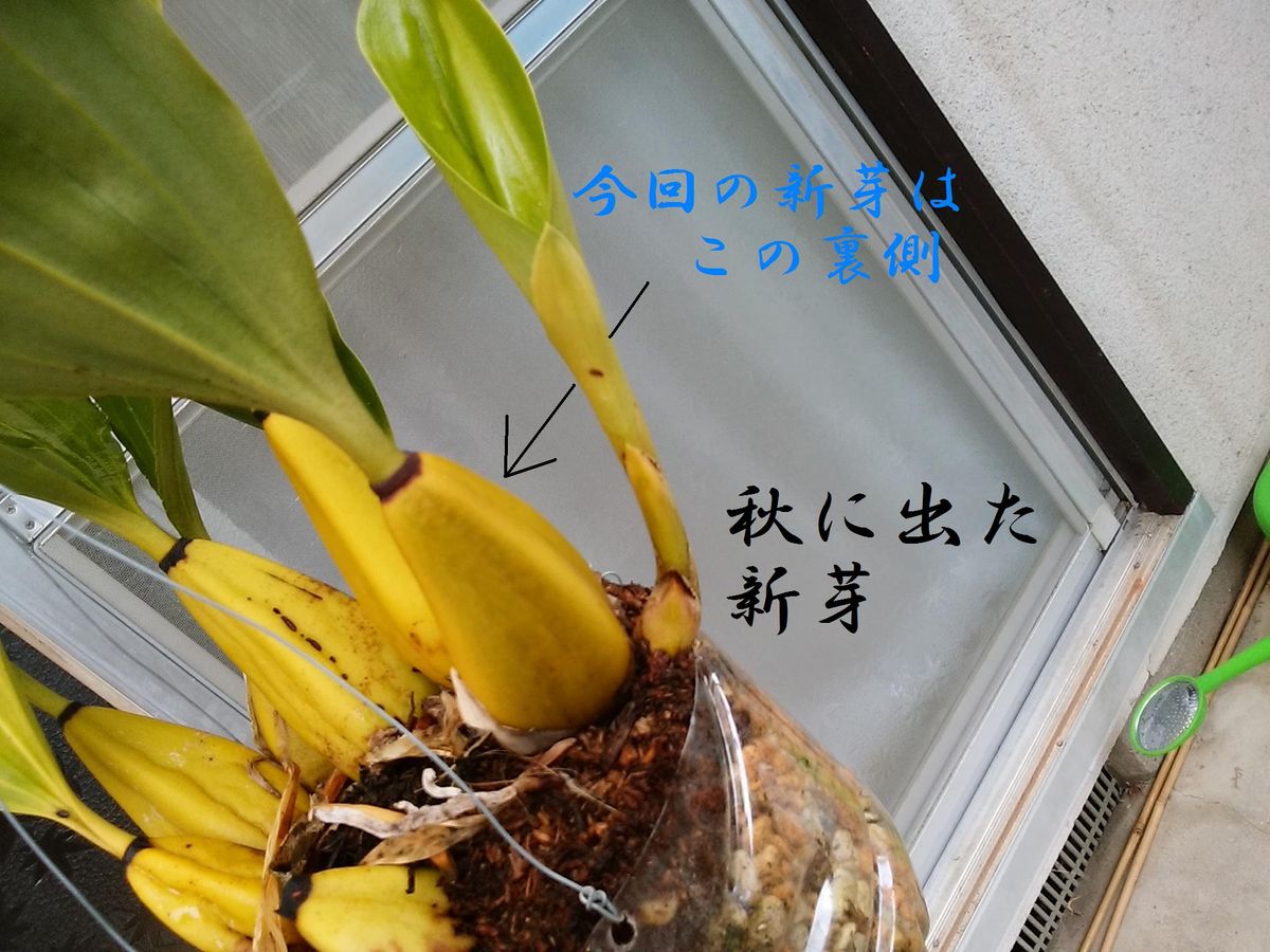 ビフレナリア　新芽①