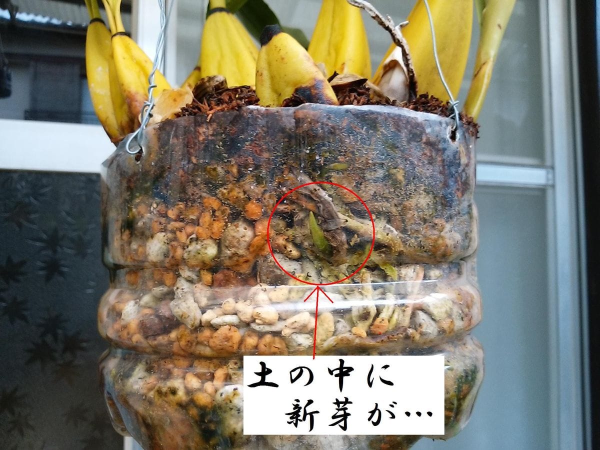 ビフレナリア　新芽②