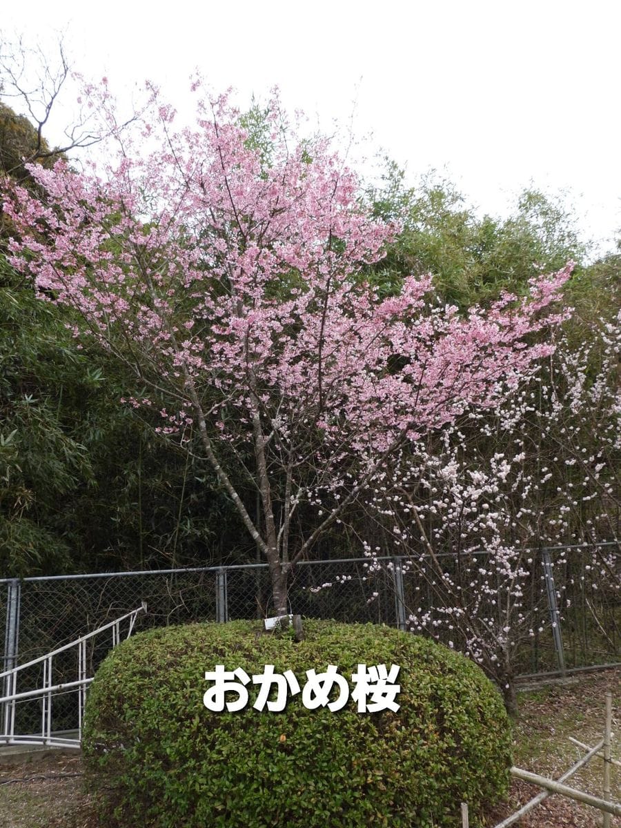 早咲きの桜(おかめ桜)