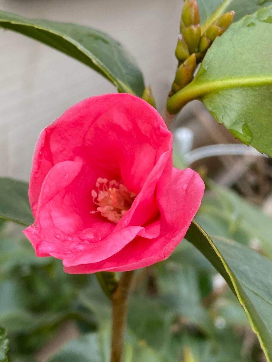 今日の花芽達