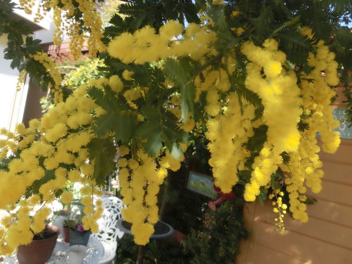 ミモザの花が、可愛い～💛