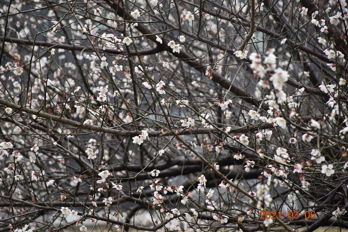 今朝の梅と桜　梅