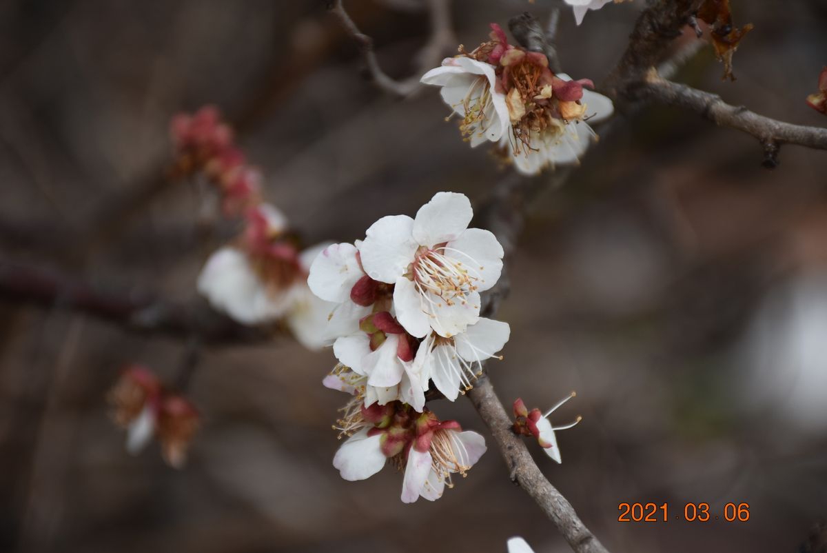 今朝の梅と桜　梅