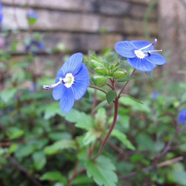 庭の花