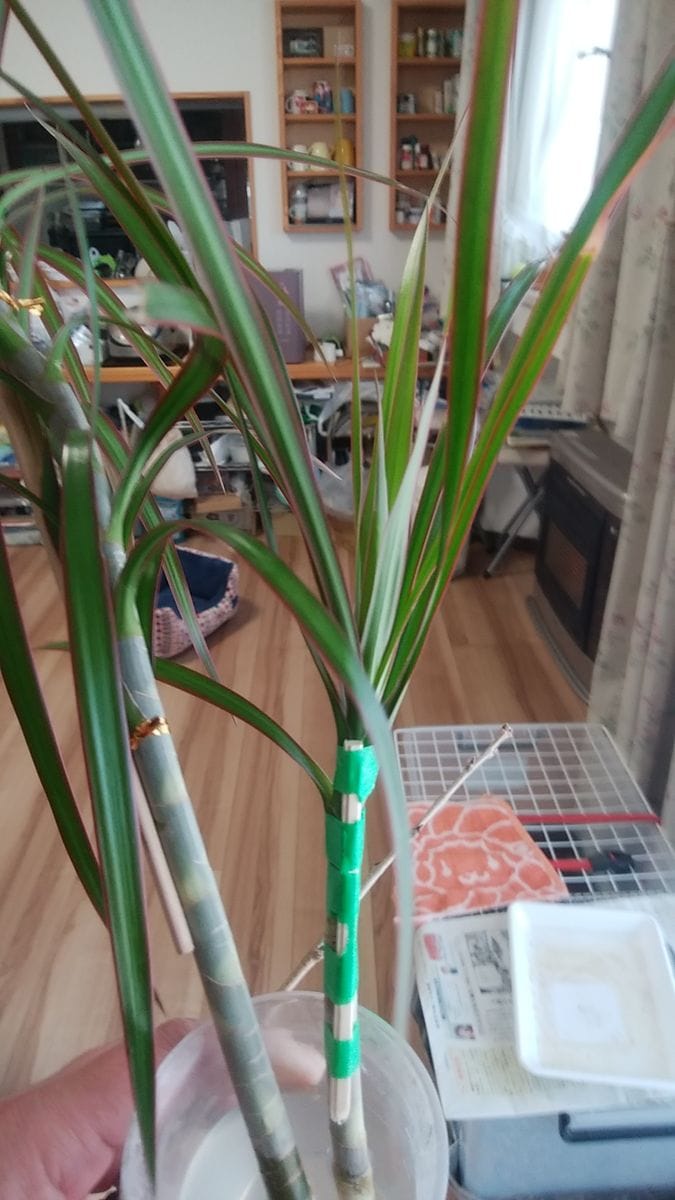 この観葉植物の名前教えて