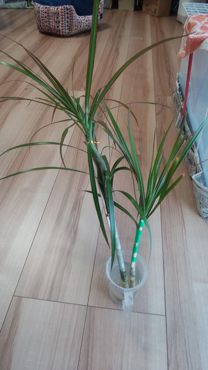 この観葉植物の名前教えて