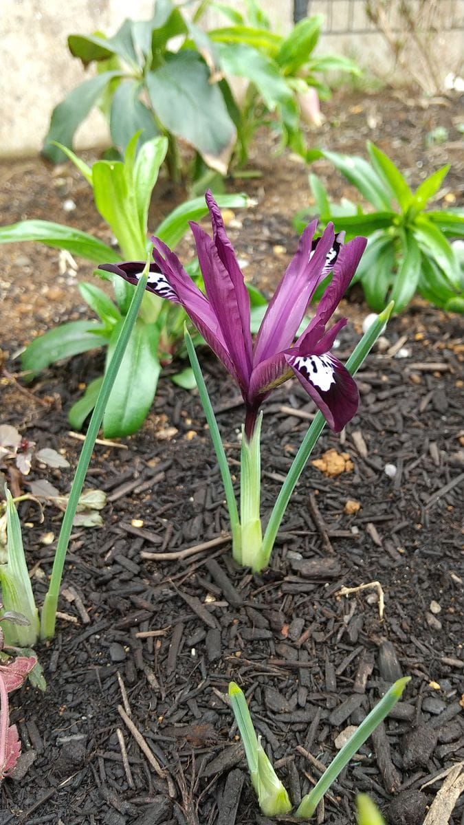 ミニアイリス開花