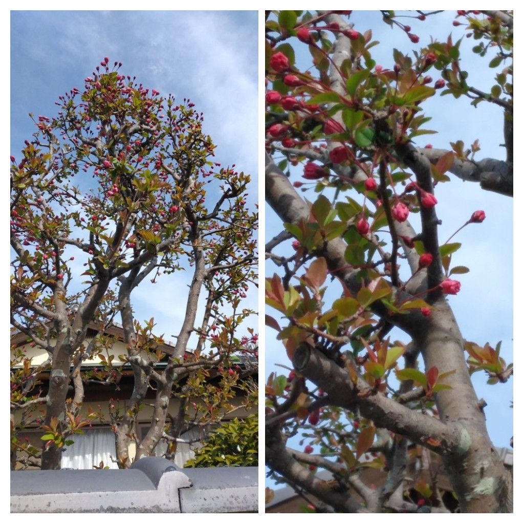 散歩道で見かけた花！