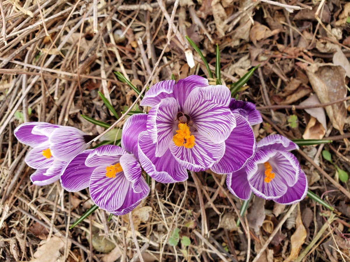 花が咲いてきた3