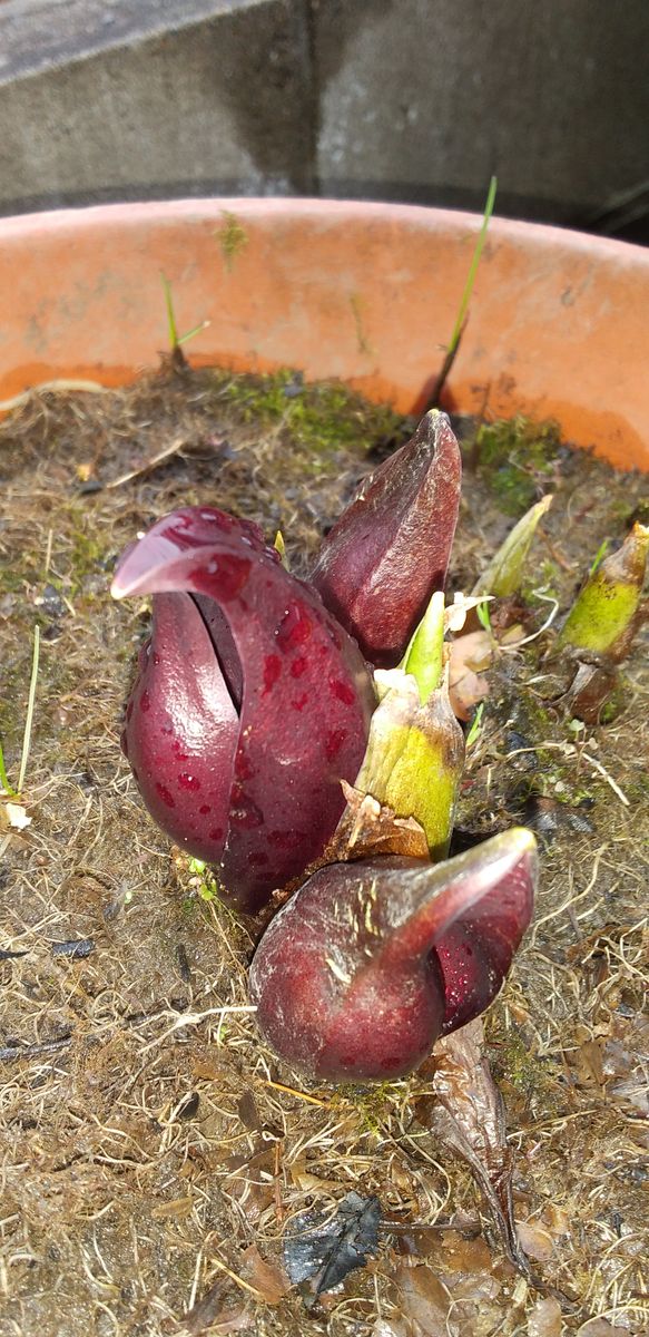 ザゼンソウが開花間近