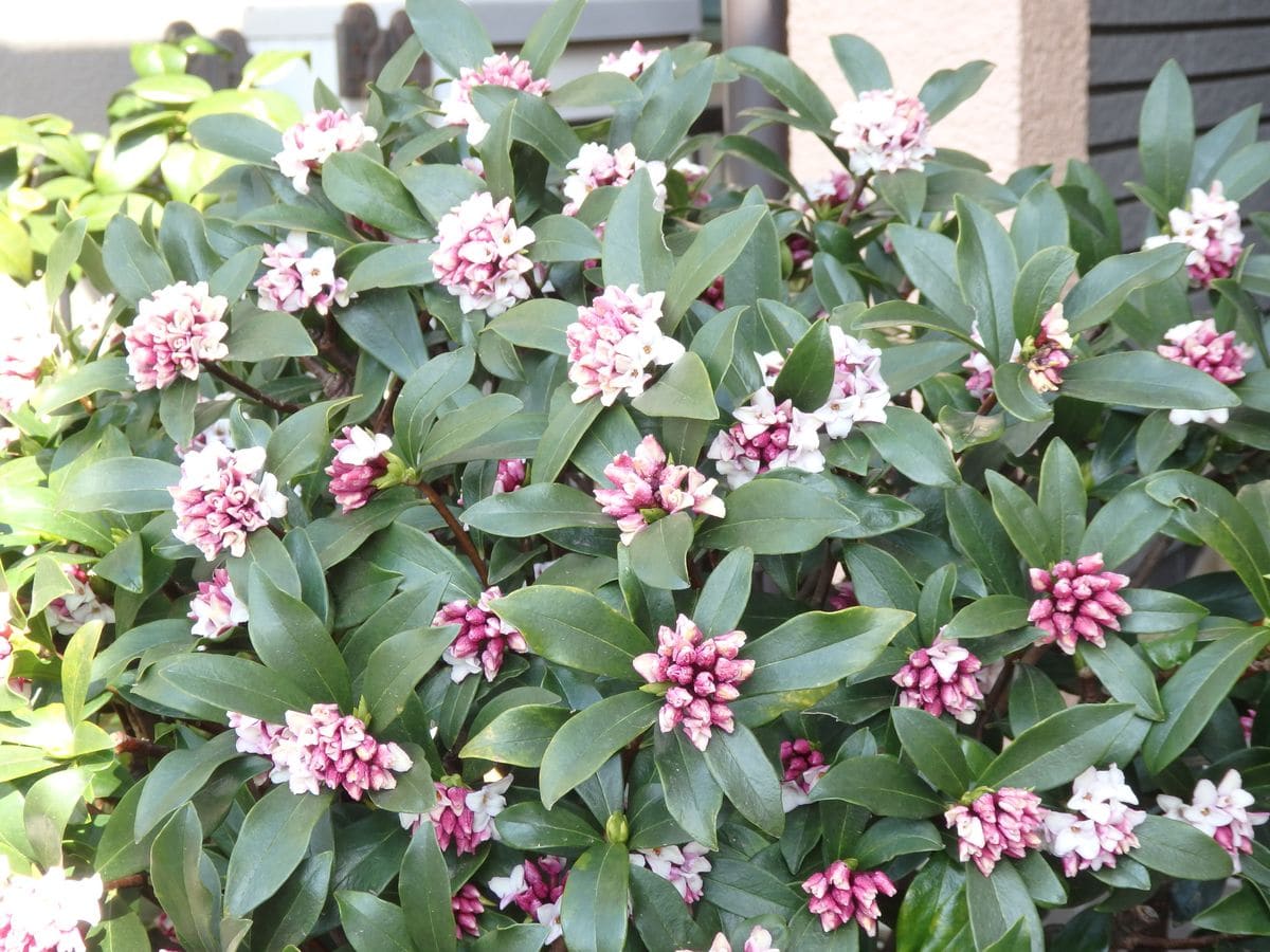 我が家の庭も春の花が咲きだして～。