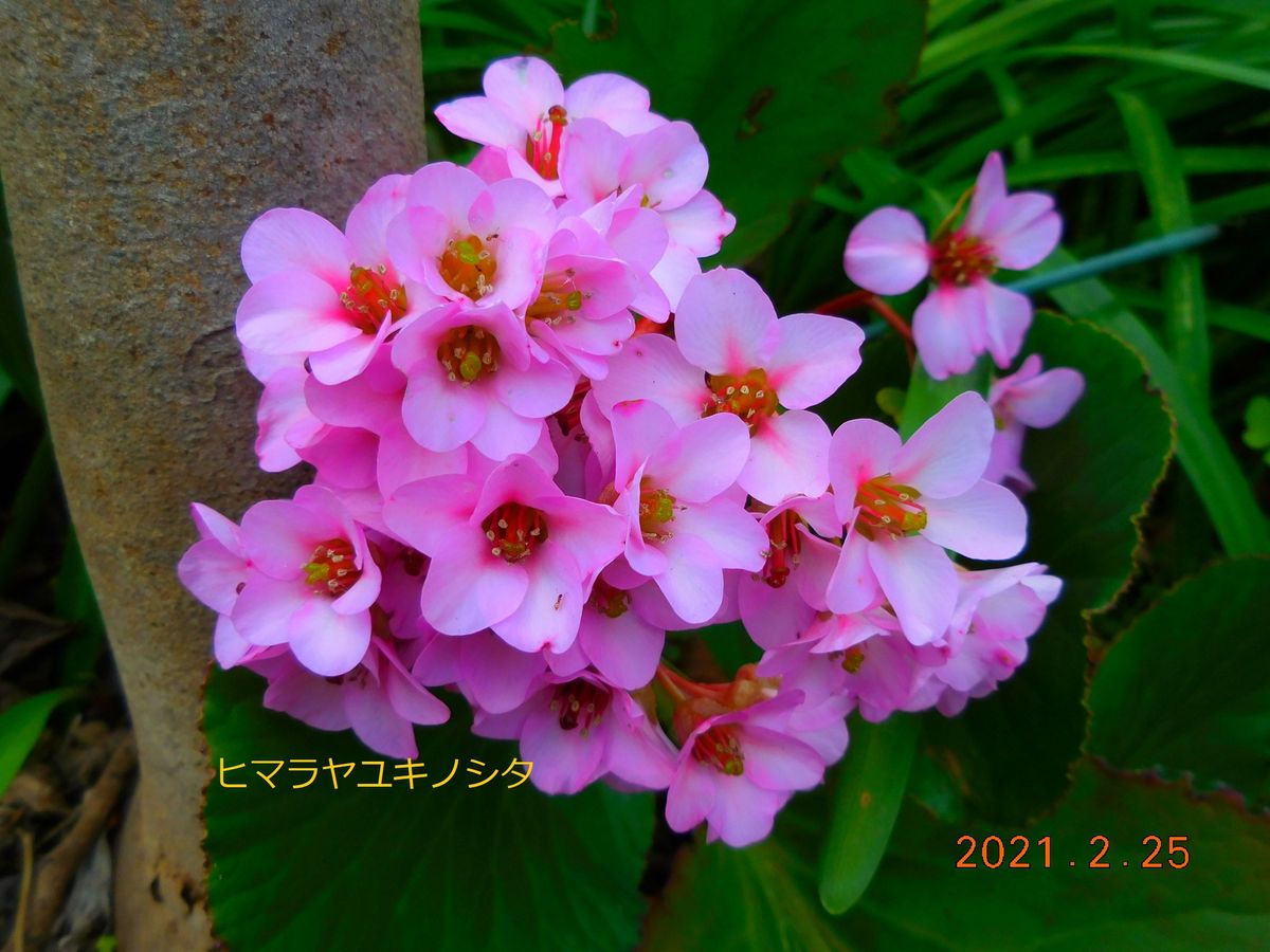 ３月に咲く庭の花たち。