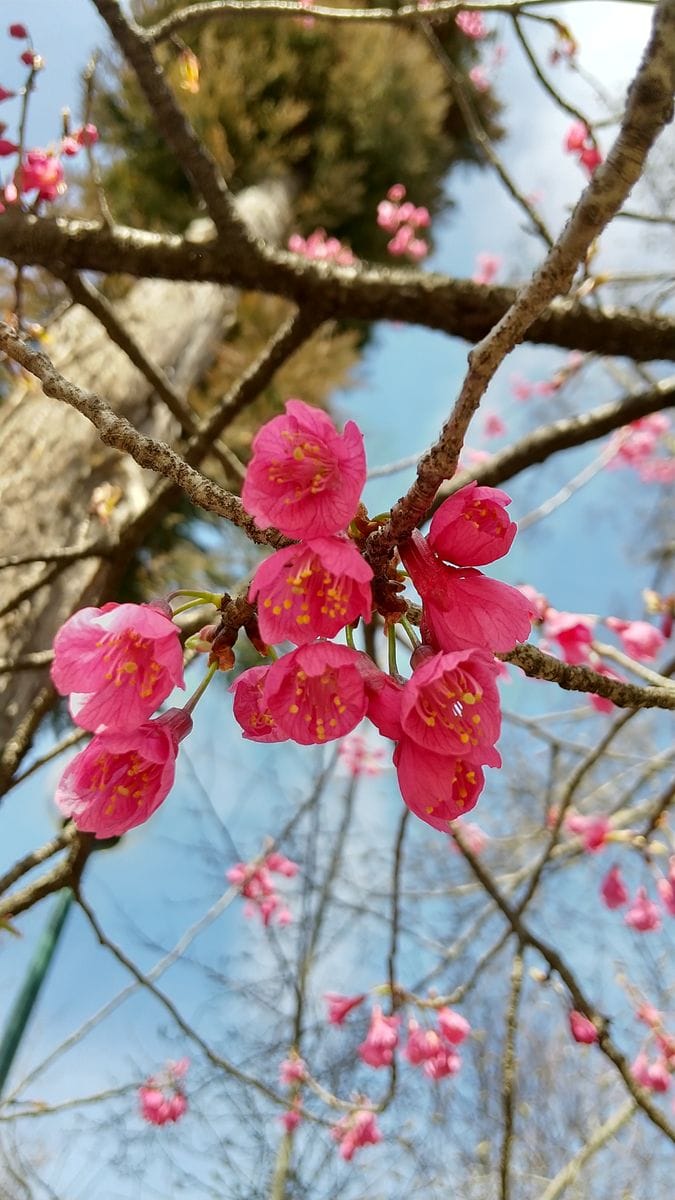 春は嬉しいですね～🌸