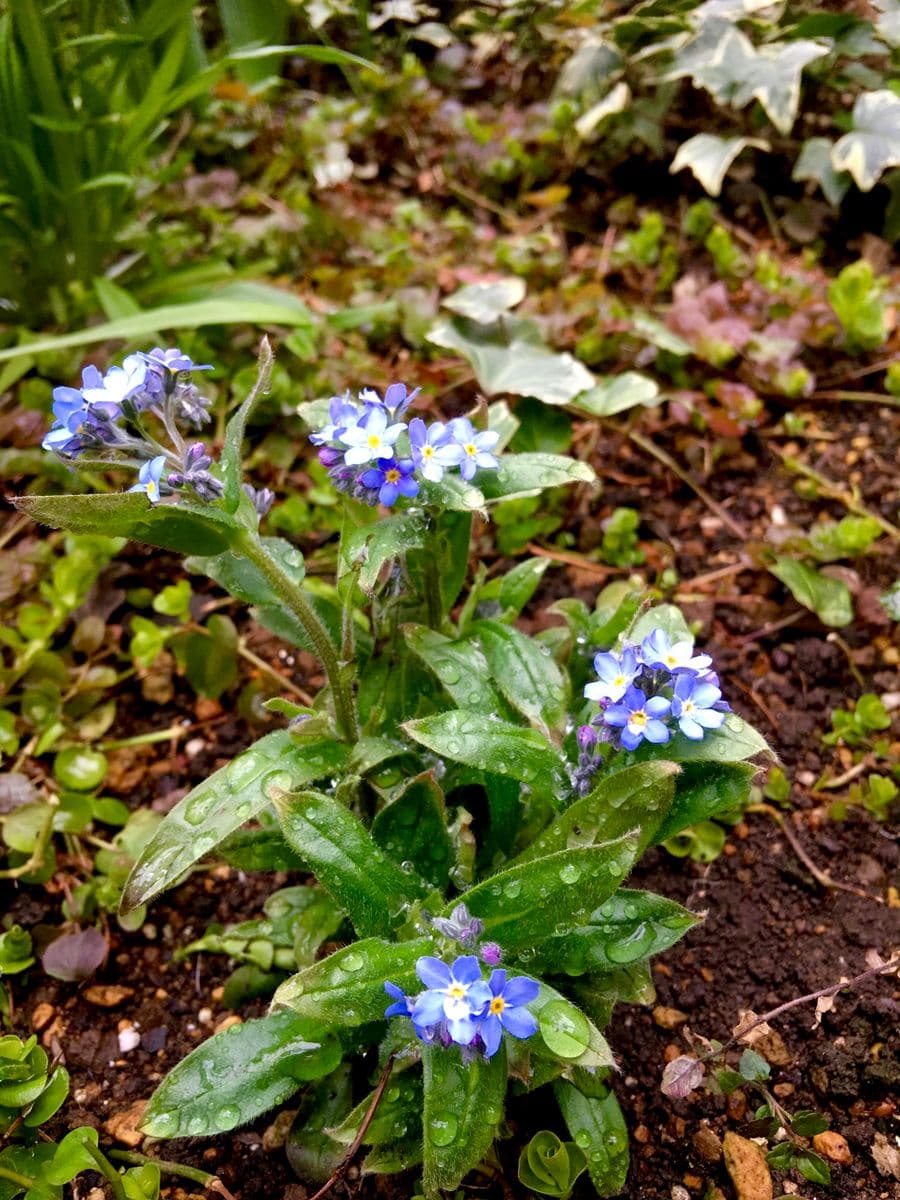 勿忘草 定植　と　めっちゃ青💙