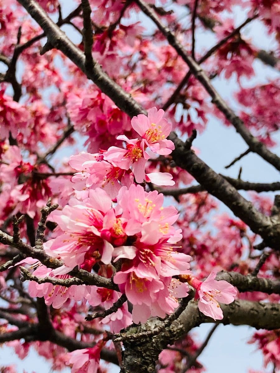 もうちょっとで桜も開花🎵