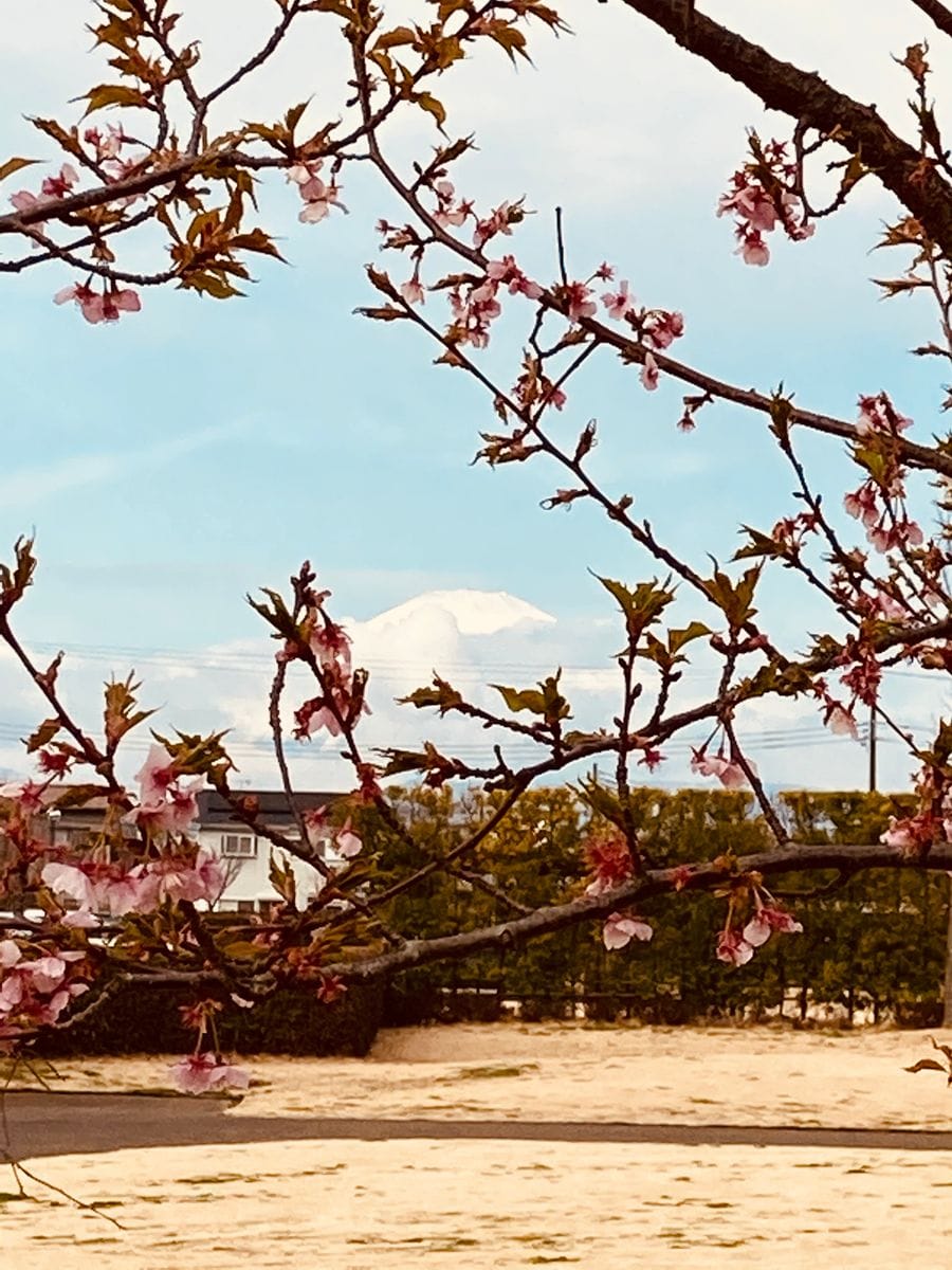 もうちょっとで桜も開花🎵