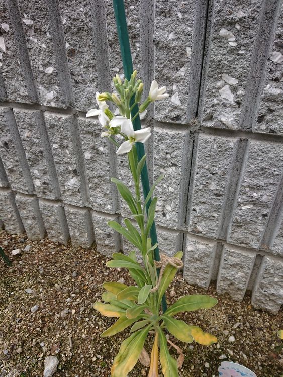 ３／６奥出雲にお蕎麦を食べに行きました