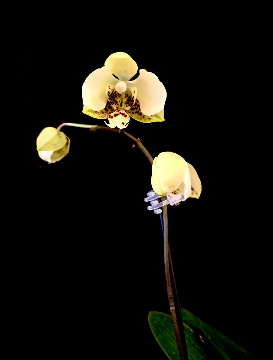 自然種　胡蝶蘭　原種　stuartiana ファレノプシス スチュアーティアナ