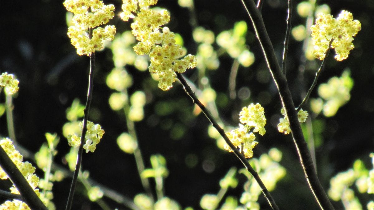 雨後の山々は花盛り-アオモジ